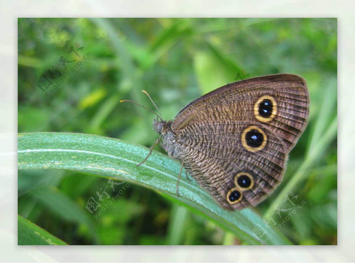 褐色眼蝶图片