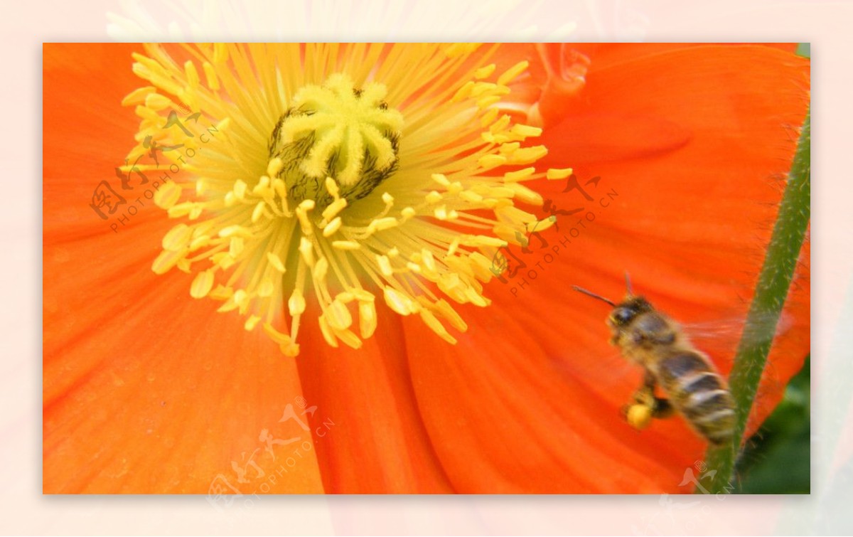 飞动的蜜蜂红色花儿图片