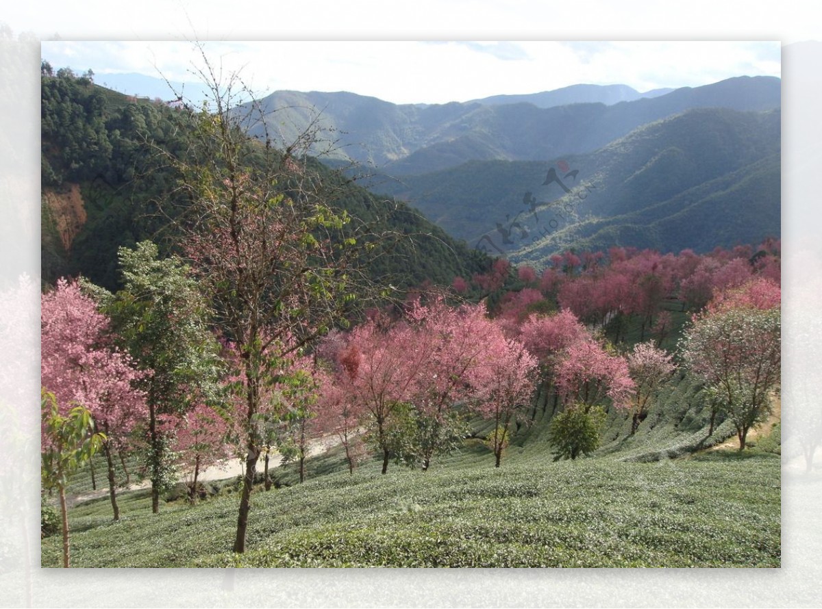 樱花图片