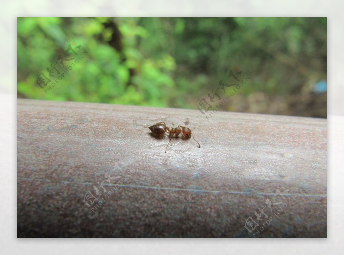 爬行的蚂蚁图片