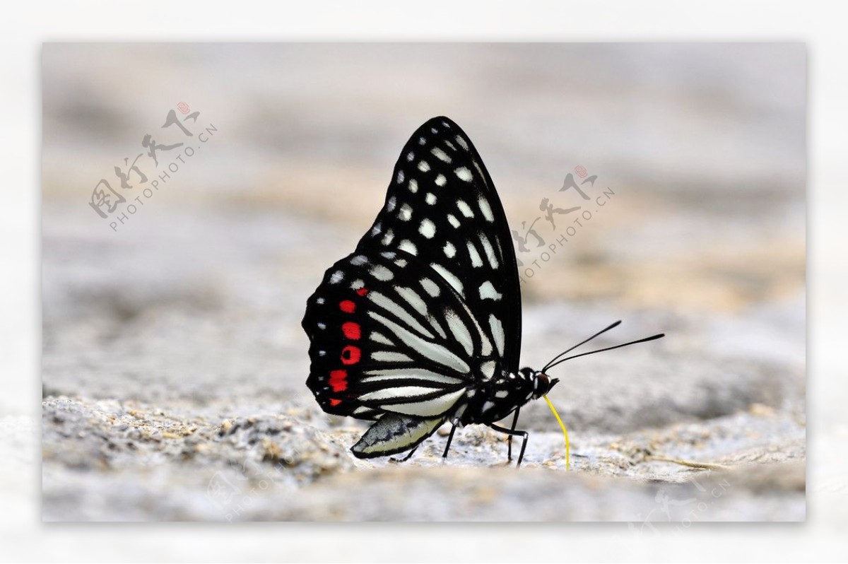 黑脉蛱蝶图片