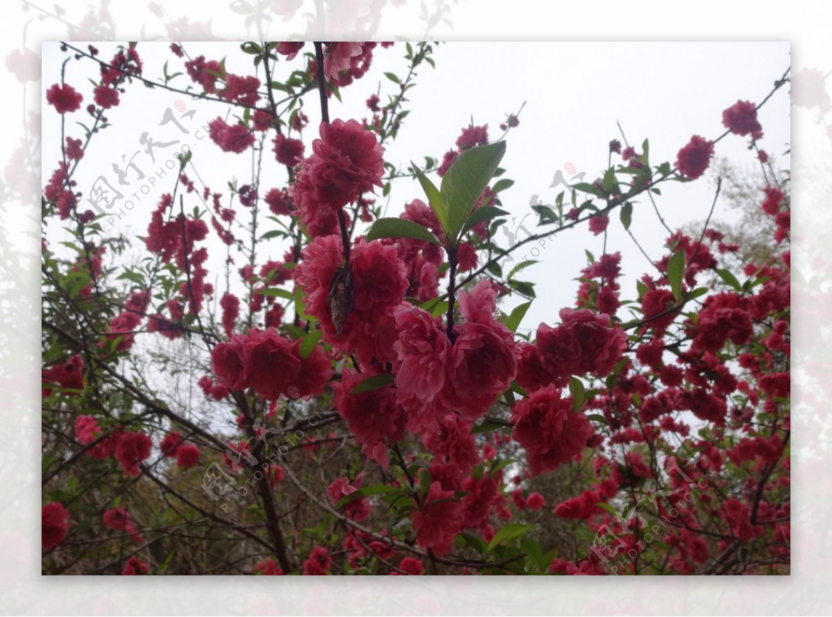 桃花盛开花开美景红色花花卉树枝图片