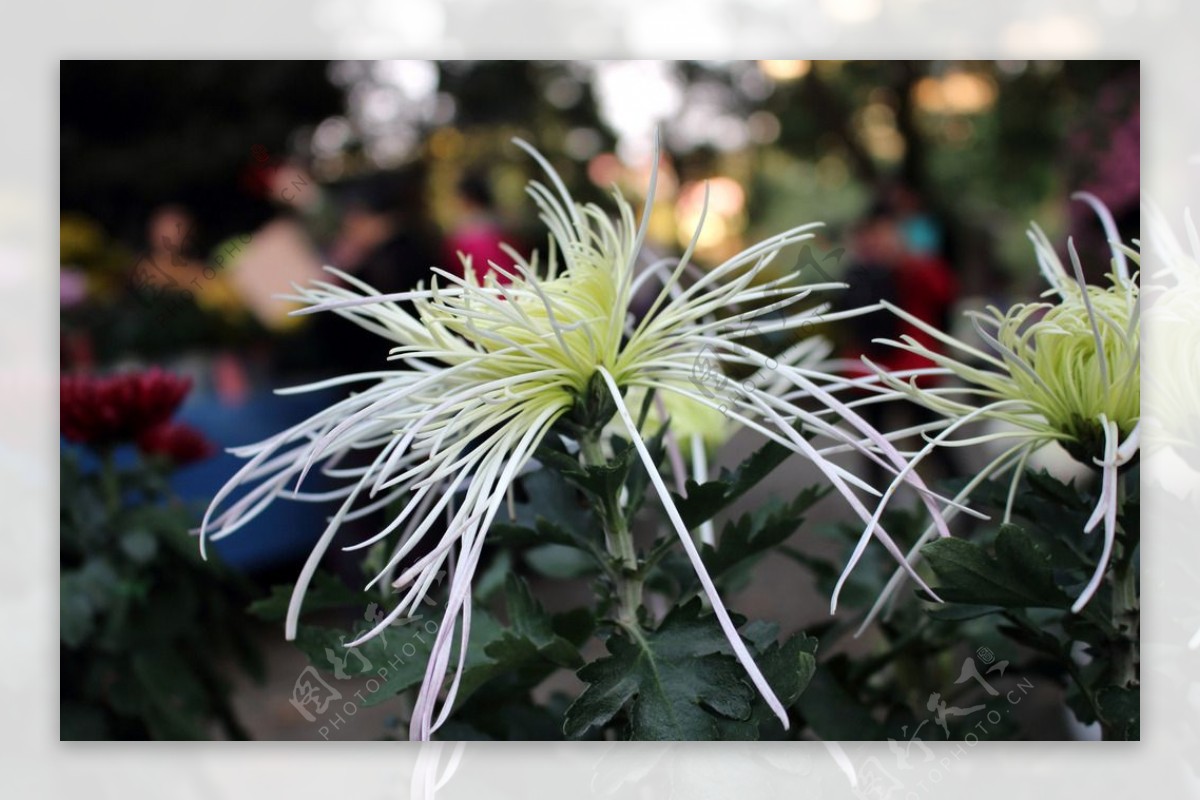 菊花-美女 Chrysanthemum morifolium 'Beauty' [中山小欖菊花會 Xiaolan C… | Flickr