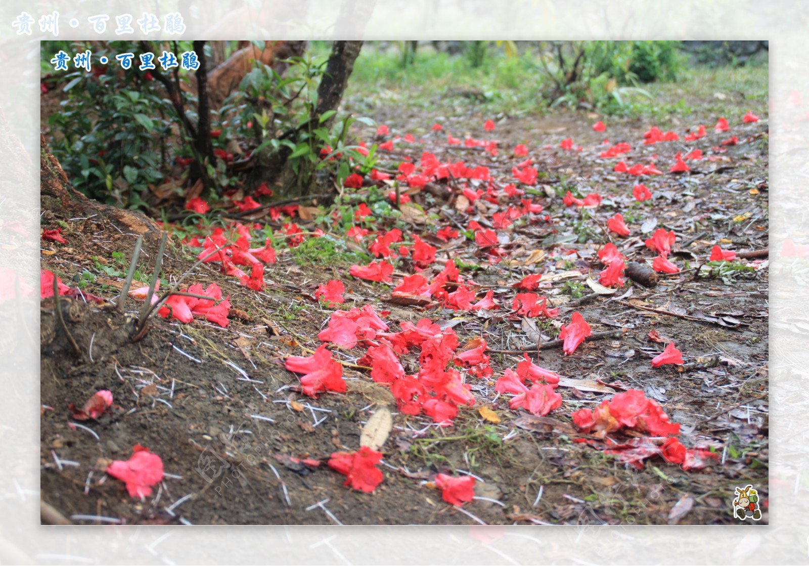 杜鹃花图片