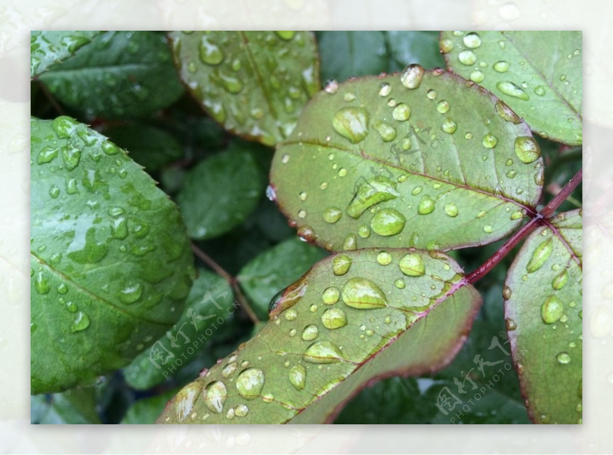 雨中的绿叶图片