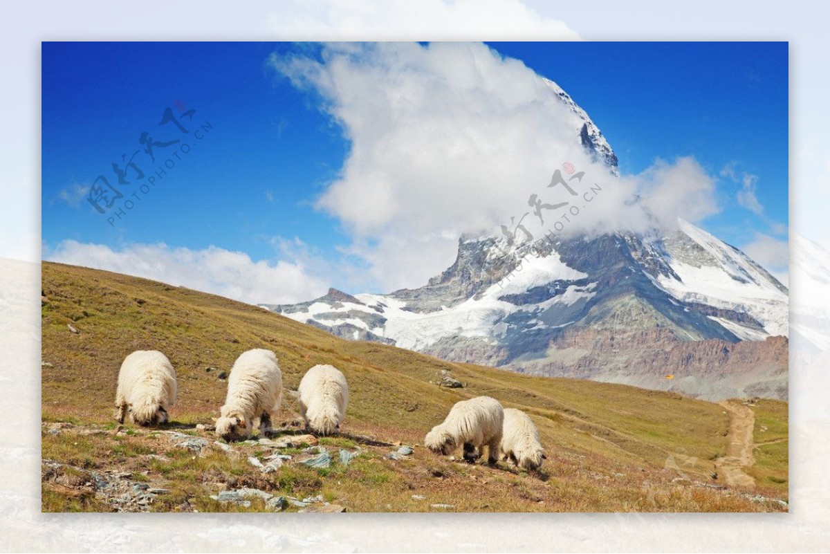 瑞士绵羊图片