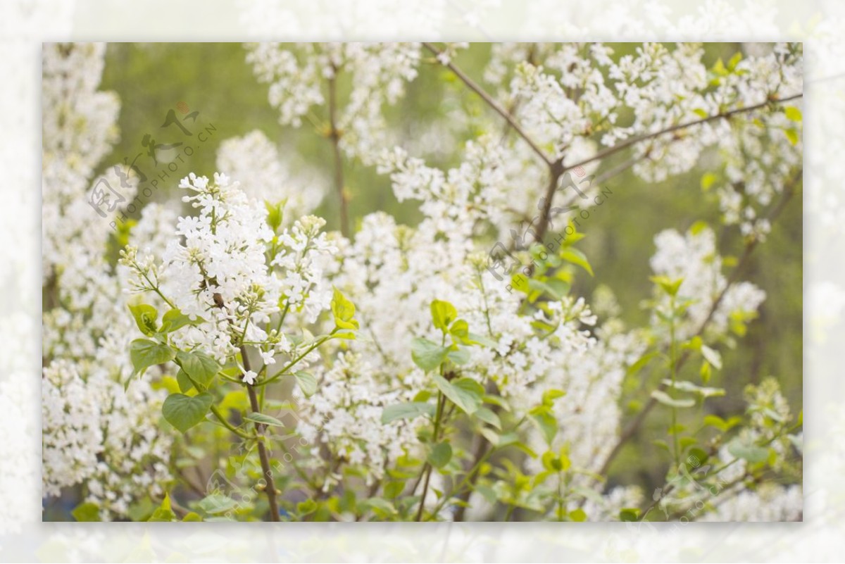 丁香花图片