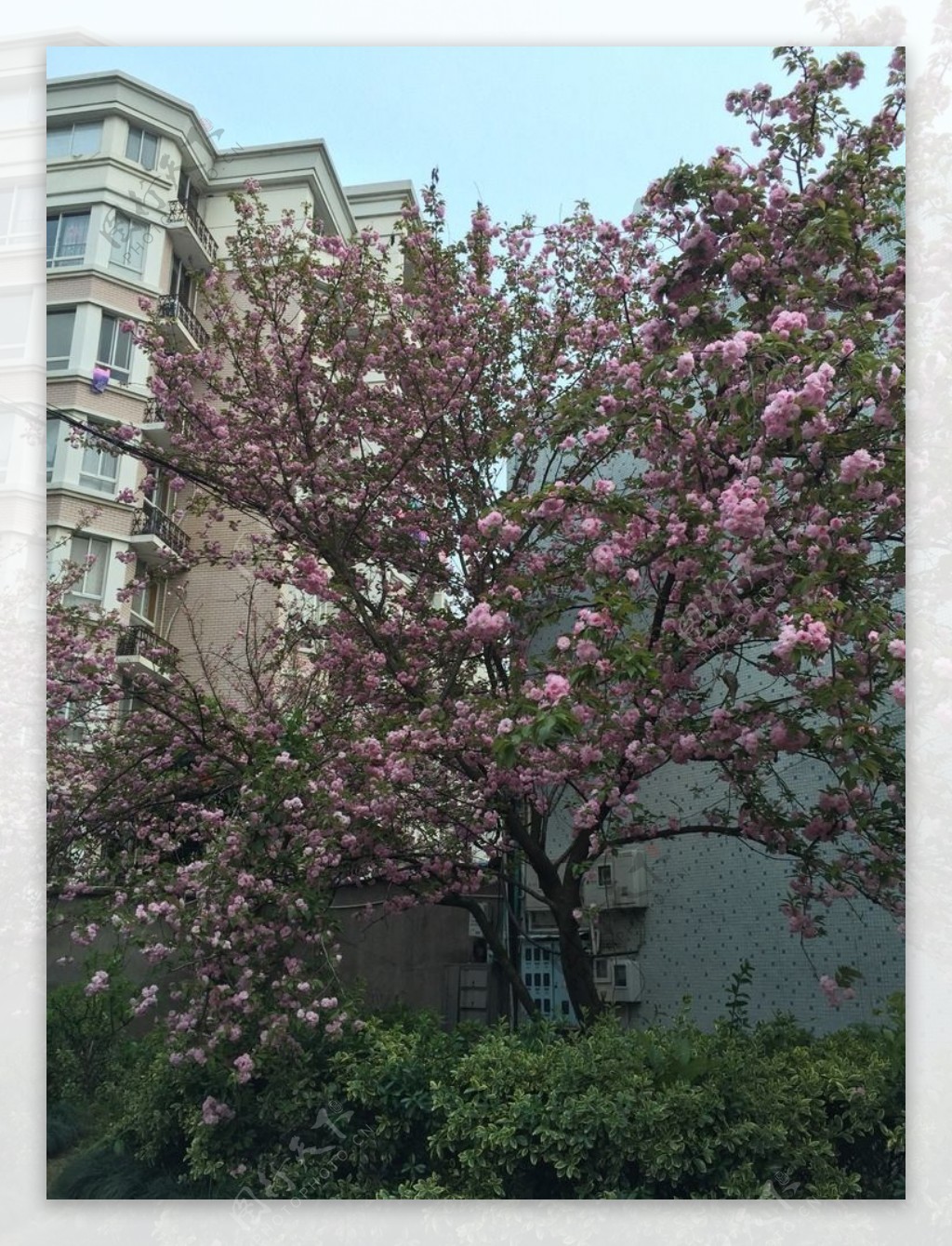 春季花图片