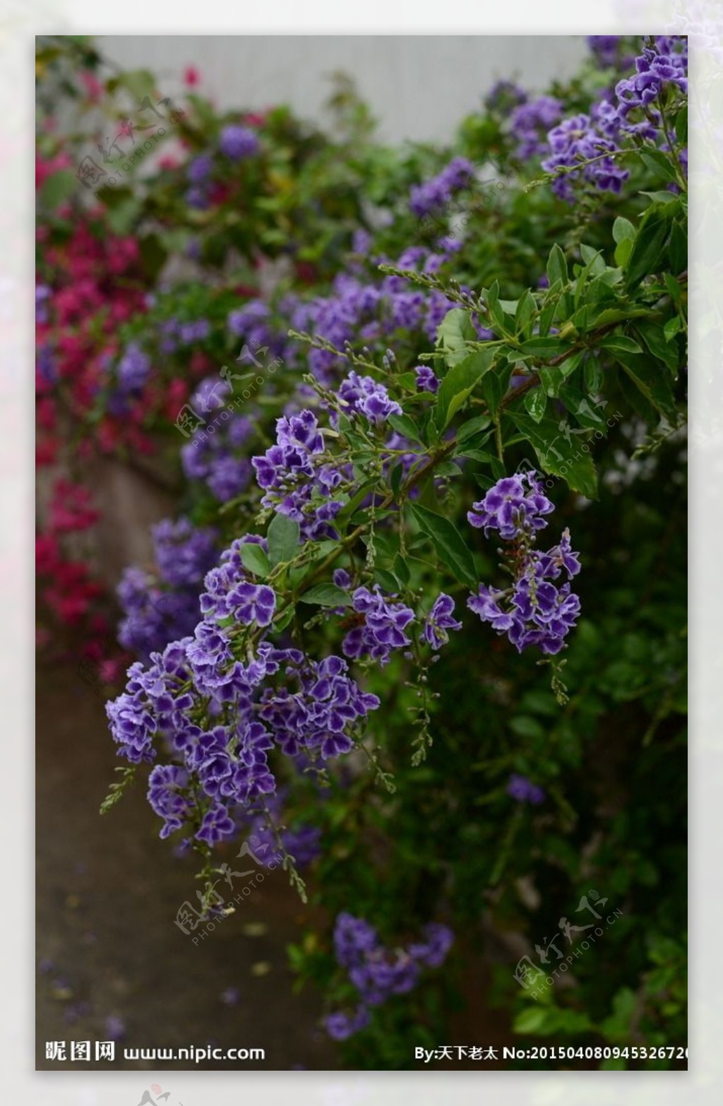 小紫花图片