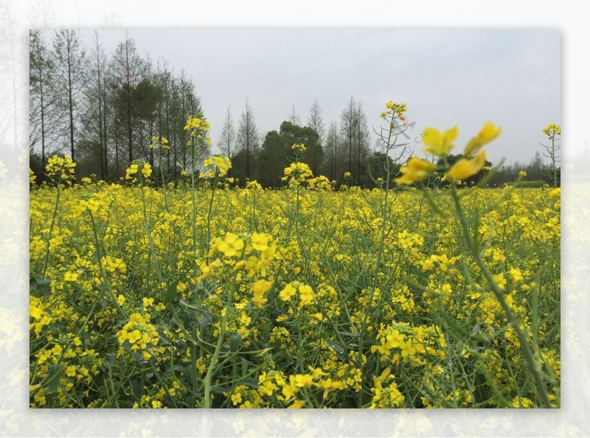 油菜花地图片