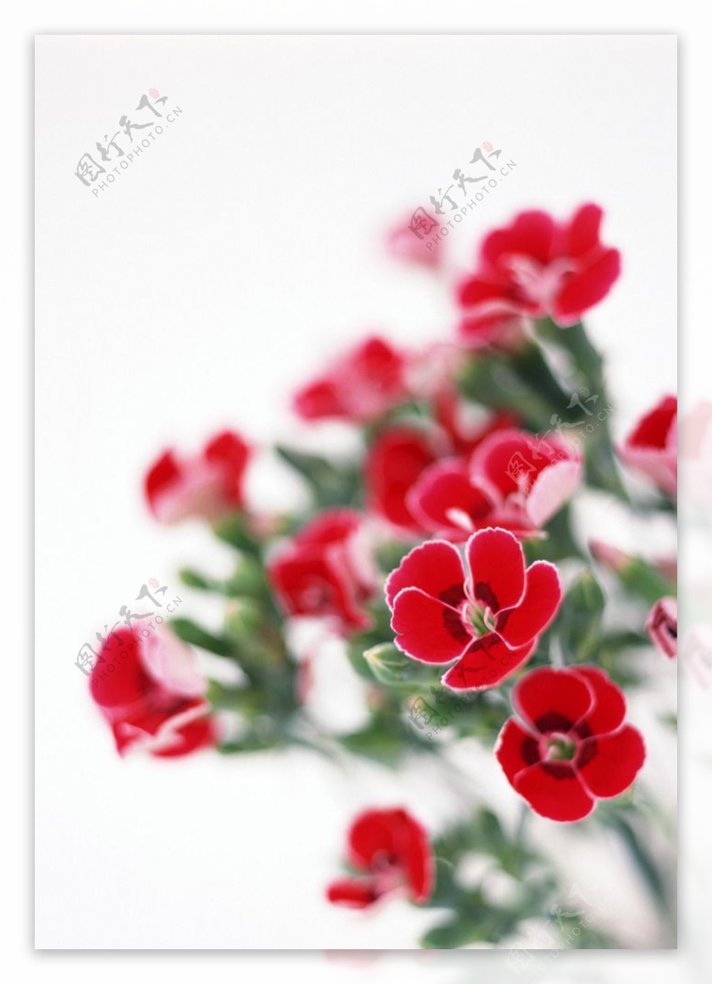 小红花图片