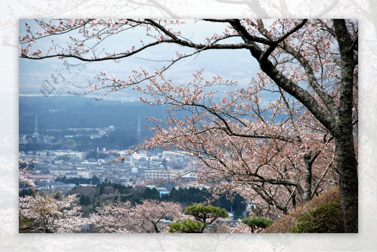 日本樱花图片