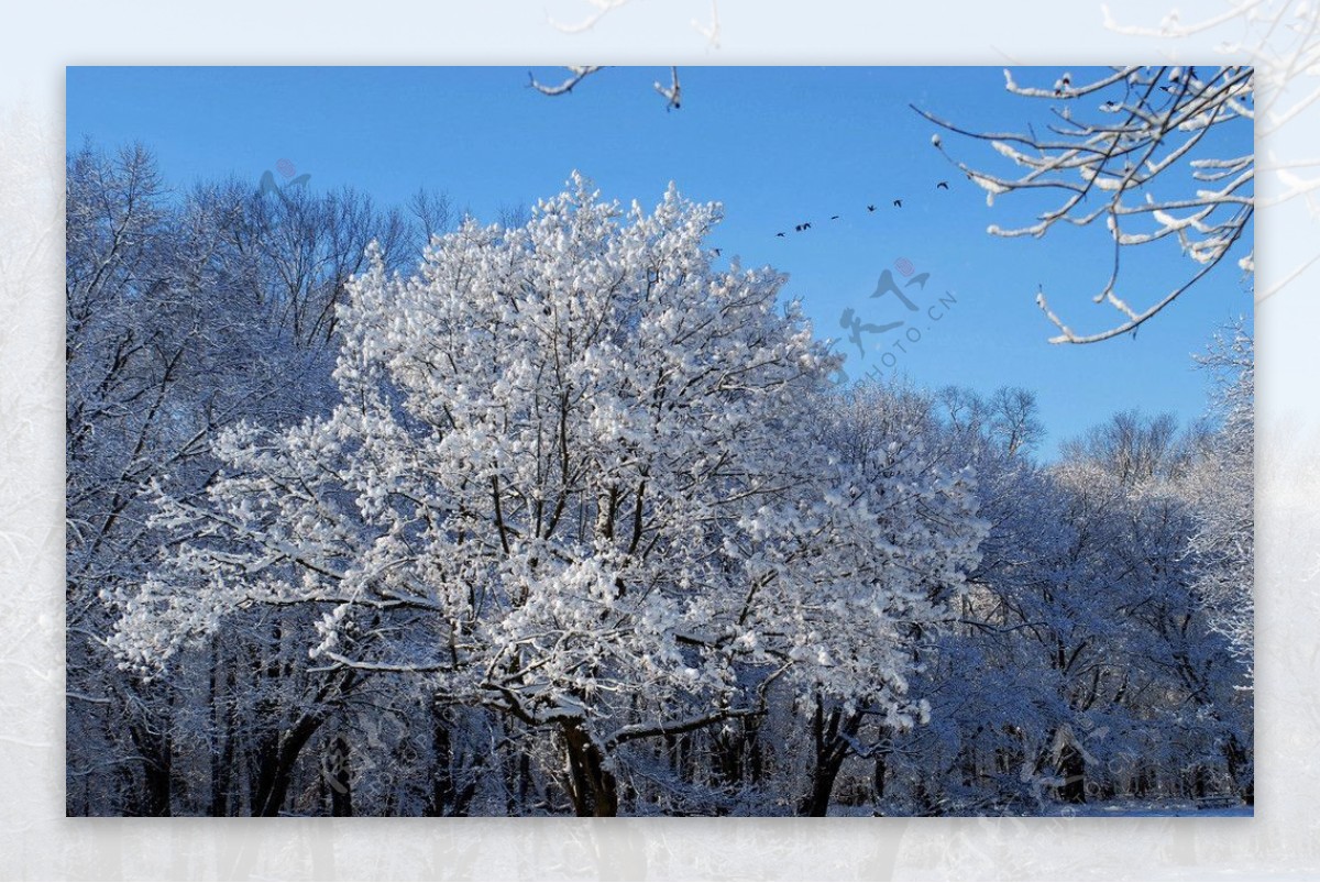 大雪树林图片