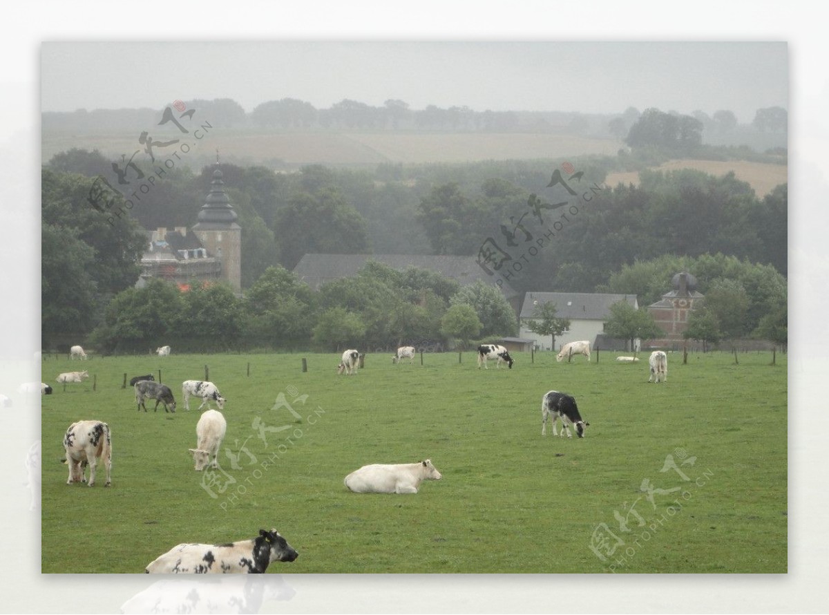 荷兰牧场图片