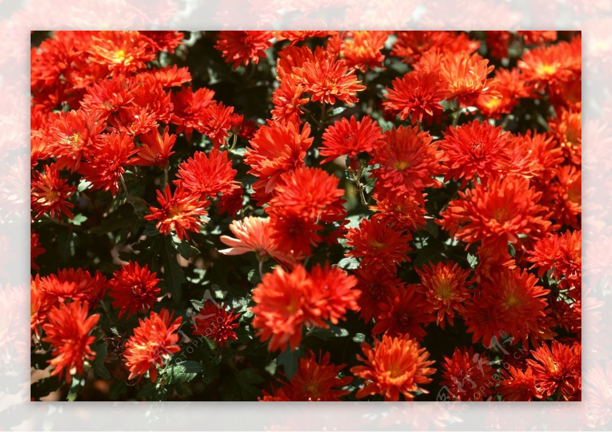 花卉植物摄影图片