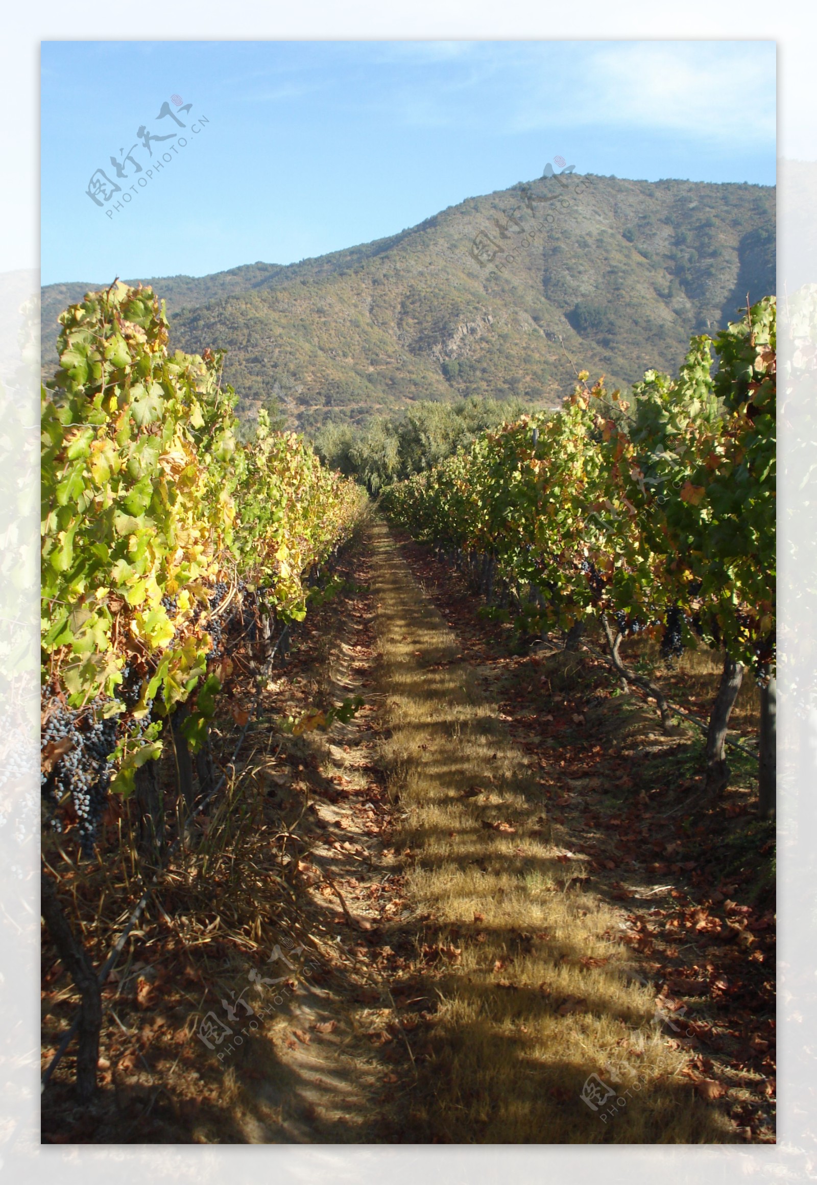 智利葡萄庄园图片
