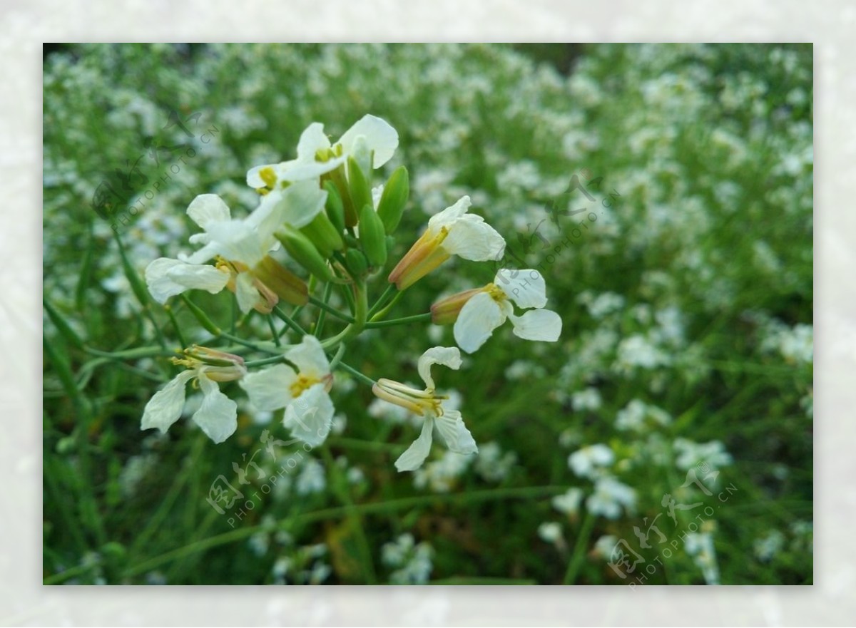 油菜花图片