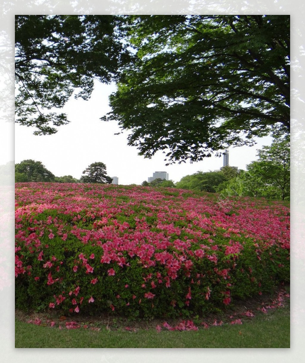 日本城市花卉图片