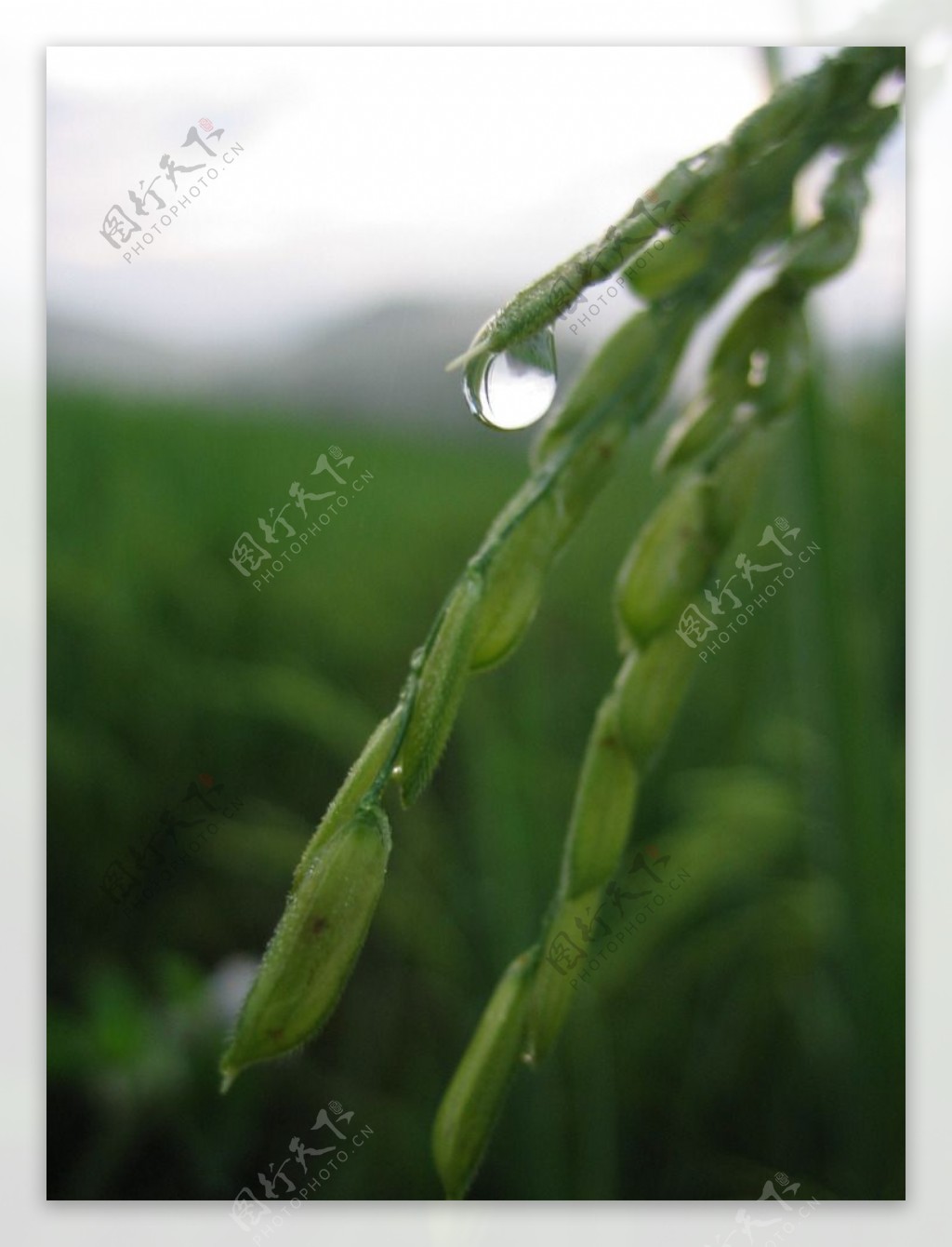 抽穗中的水稻图片