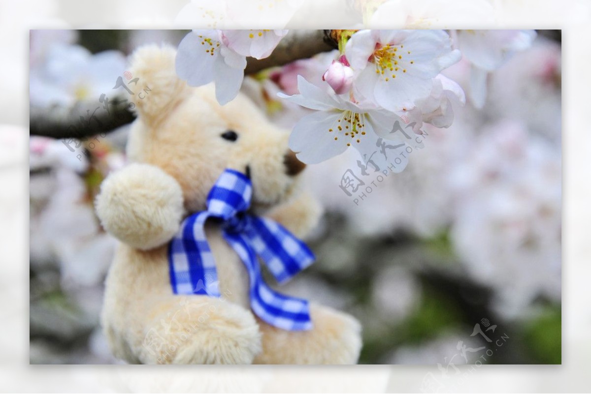小熊与樱花图片