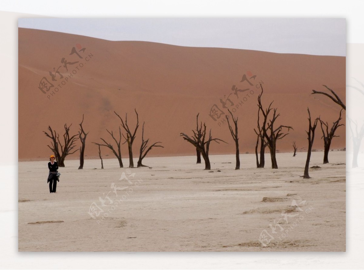 沙漠之旅干涸的湖床枯树图片