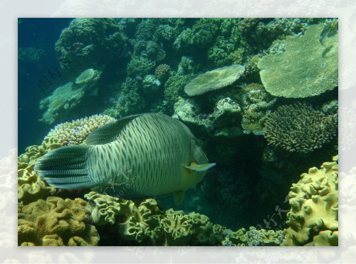 大宝礁的海底景观图片