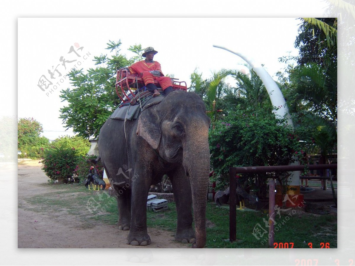 泰国表演大象图片