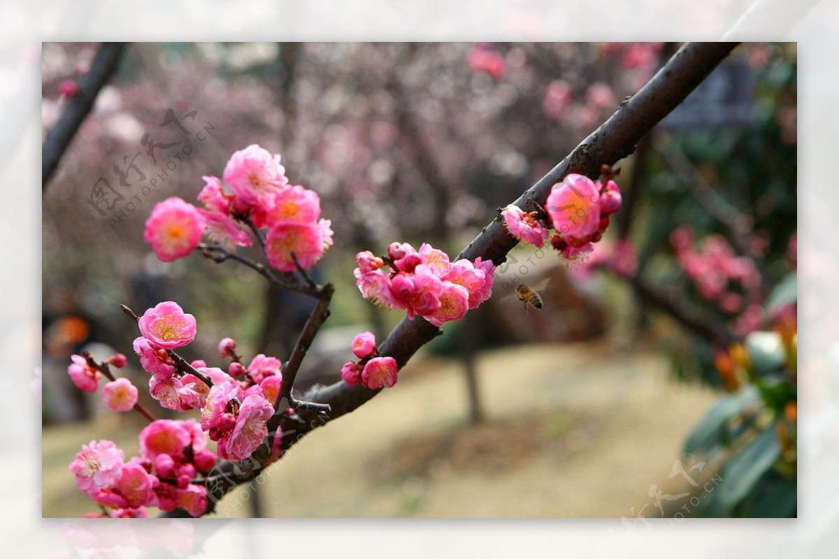 梅花梅园无锡梅花图片