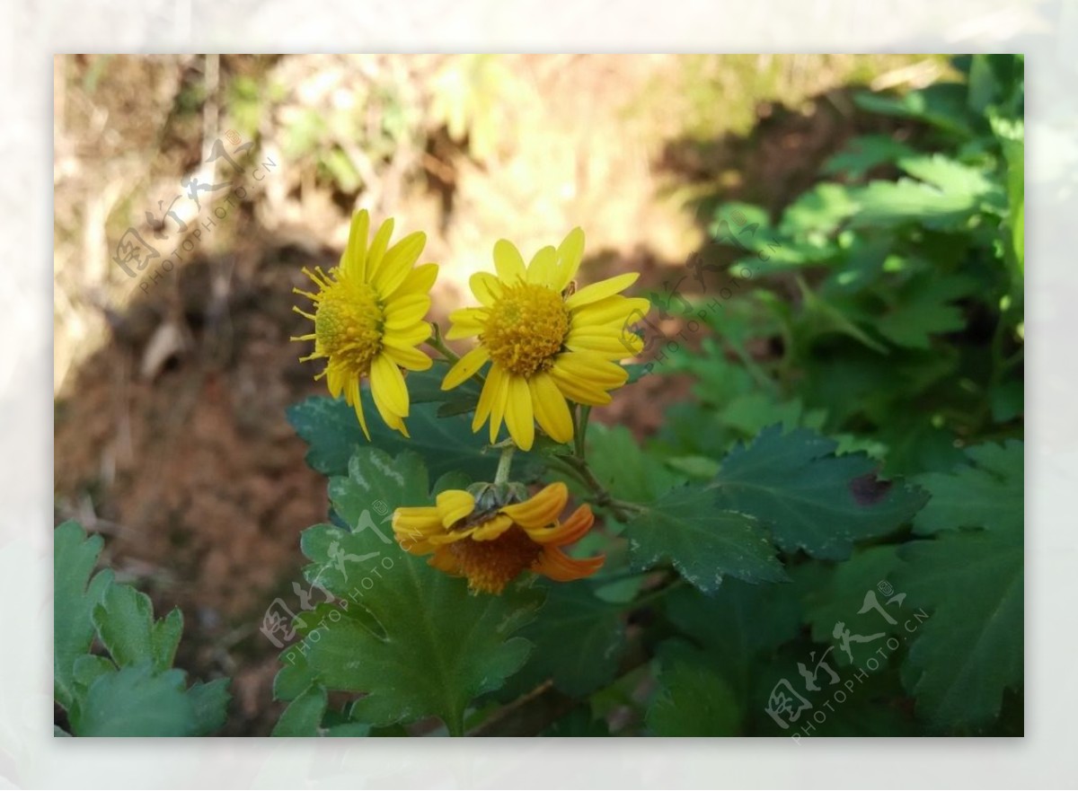 黄色野菊花图片