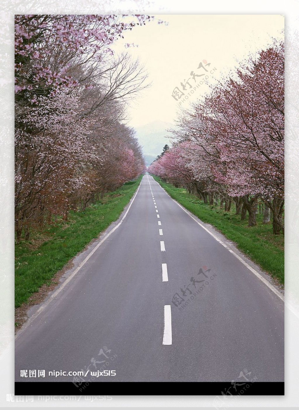 桃花林中的马路图片
