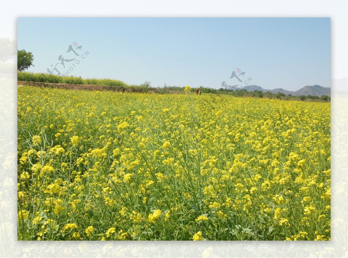 油菜花图片