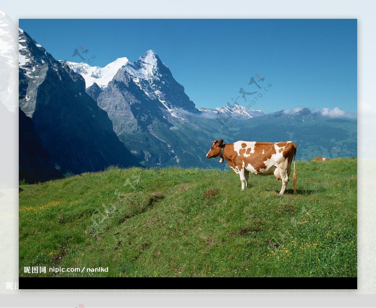 牛与雪山图片