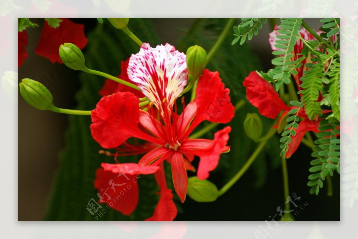 龙牙花图片