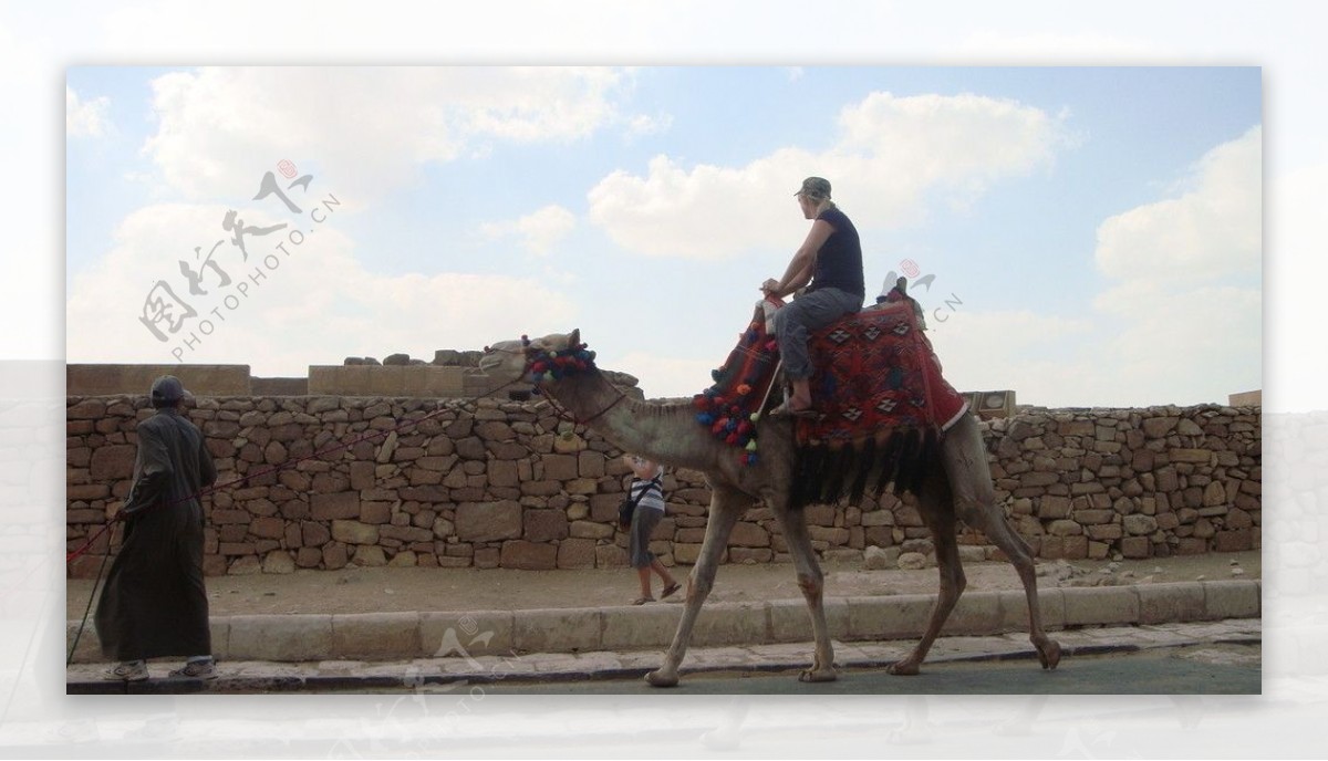 埃及商贩骆驼图片