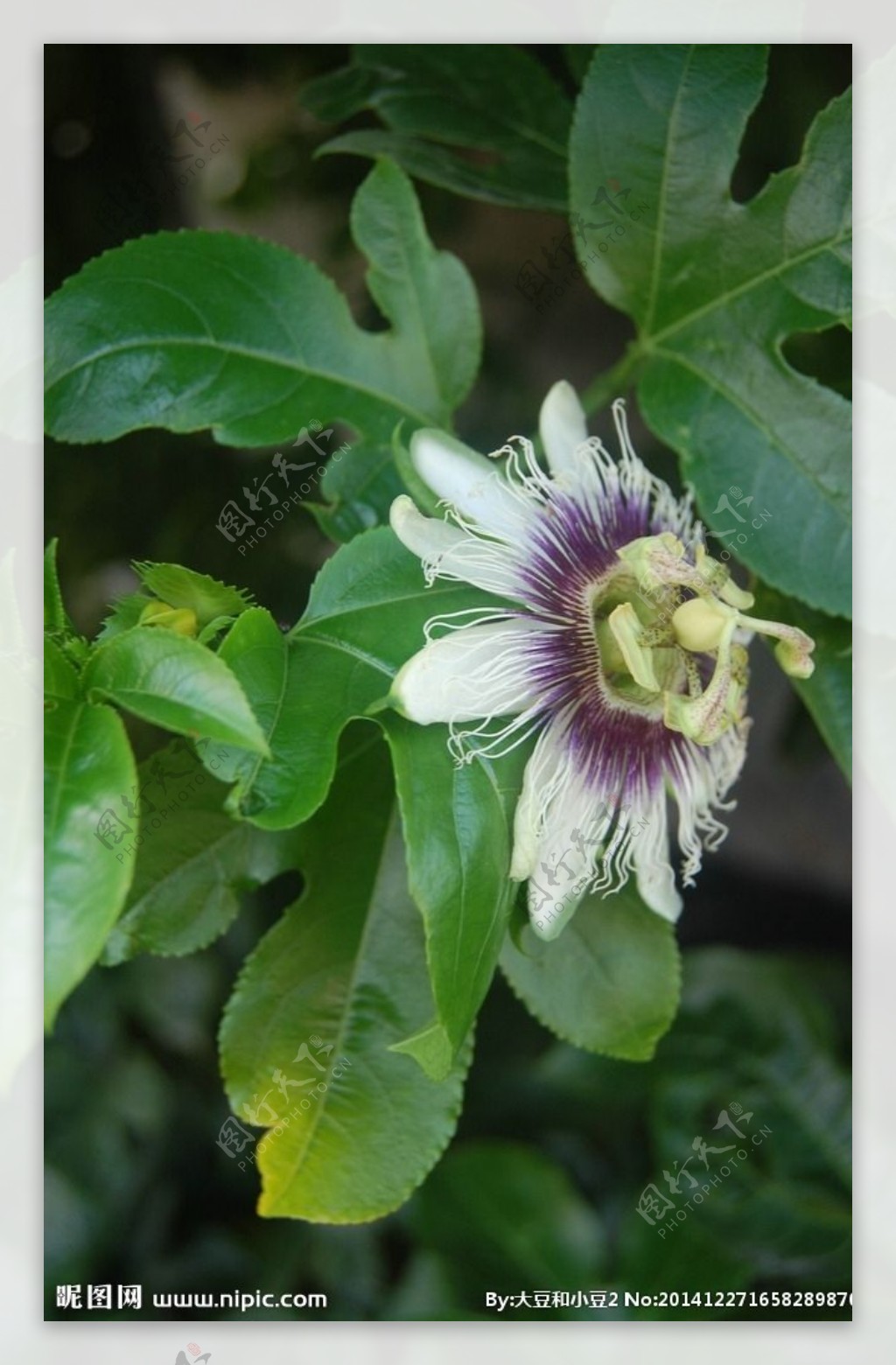 百香果的花鸡蛋果的花花卉图片