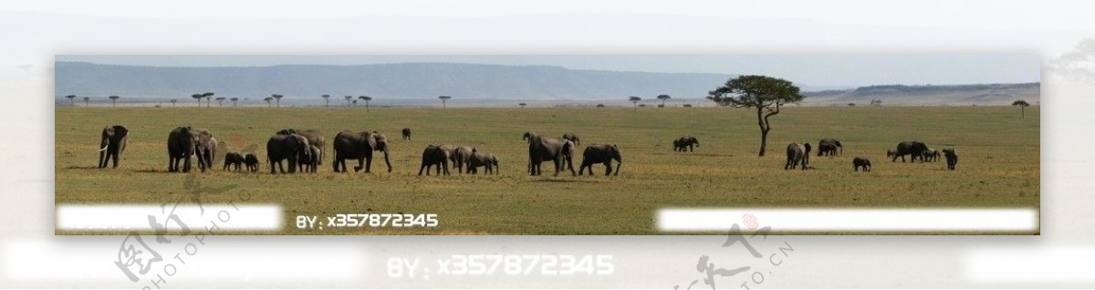 非洲大草原图片