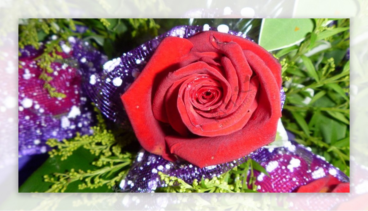 紫衣玫瑰图片