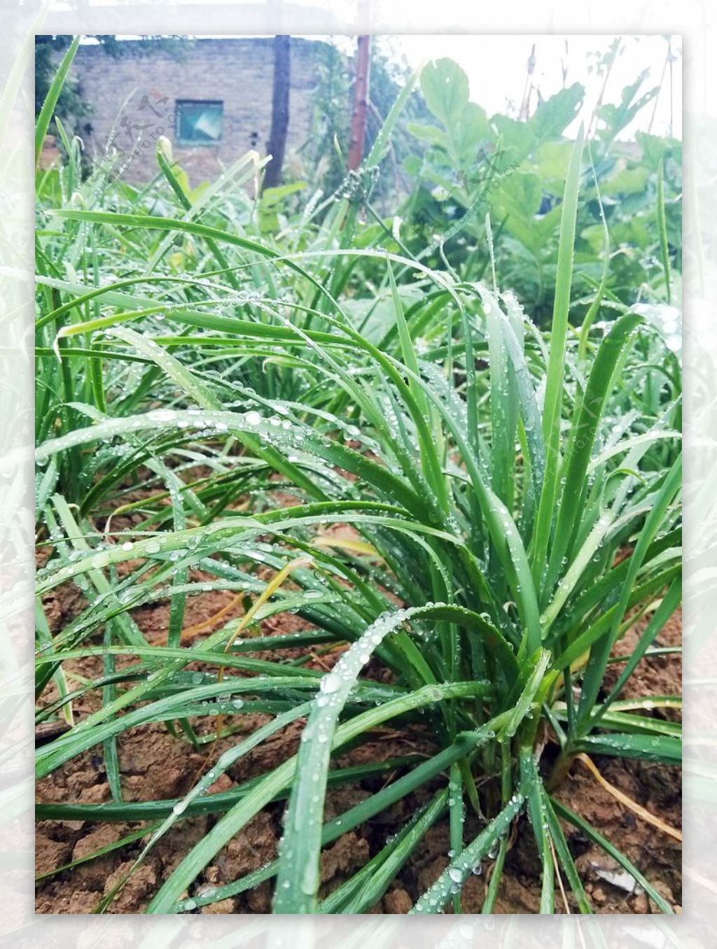 韭菜植物水珠图片