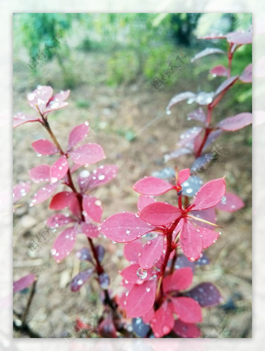 红叶水珠雨天图片