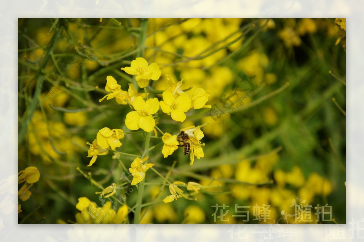 油菜花与蜜蜂图片
