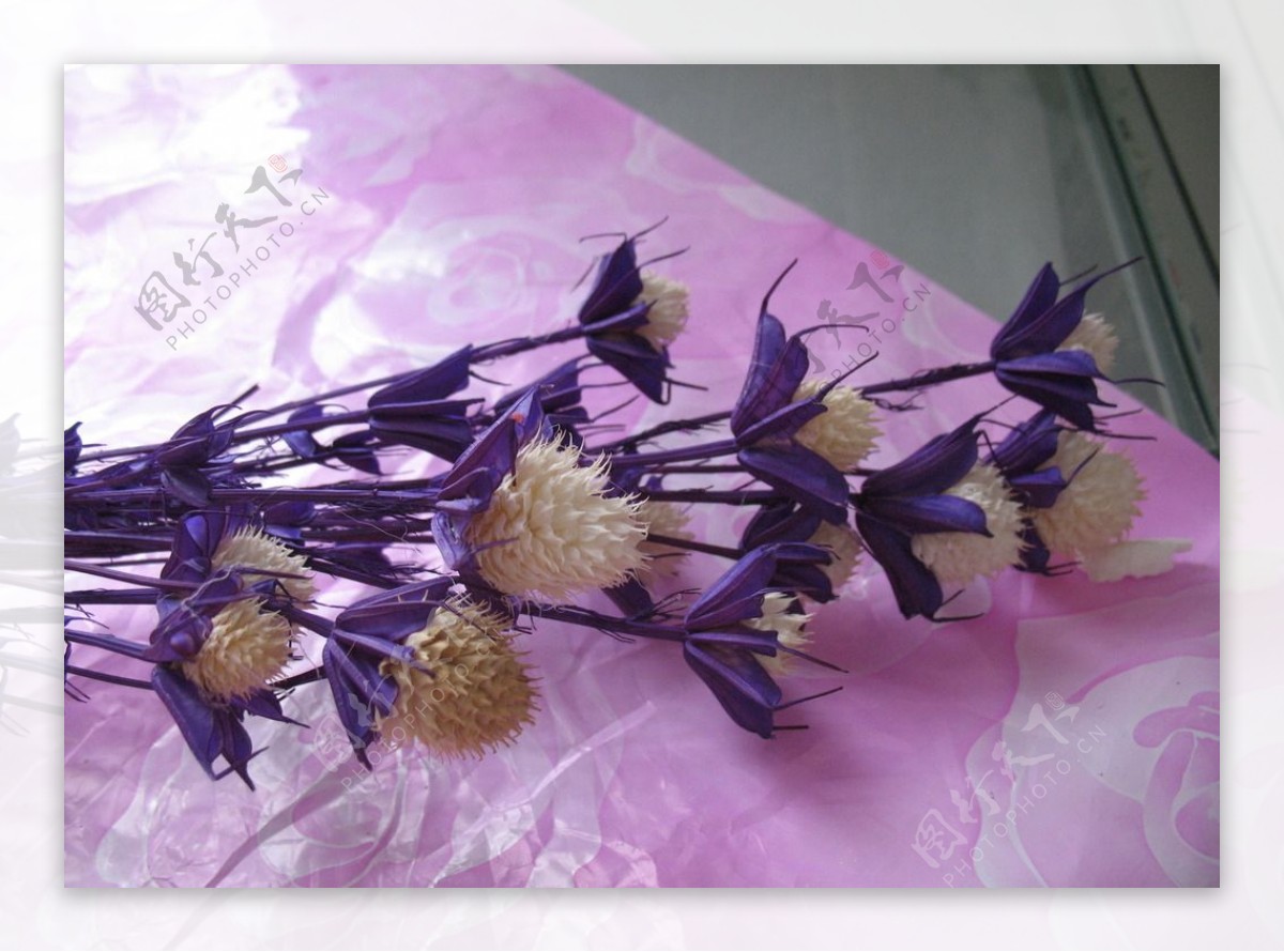 紫干花图片
