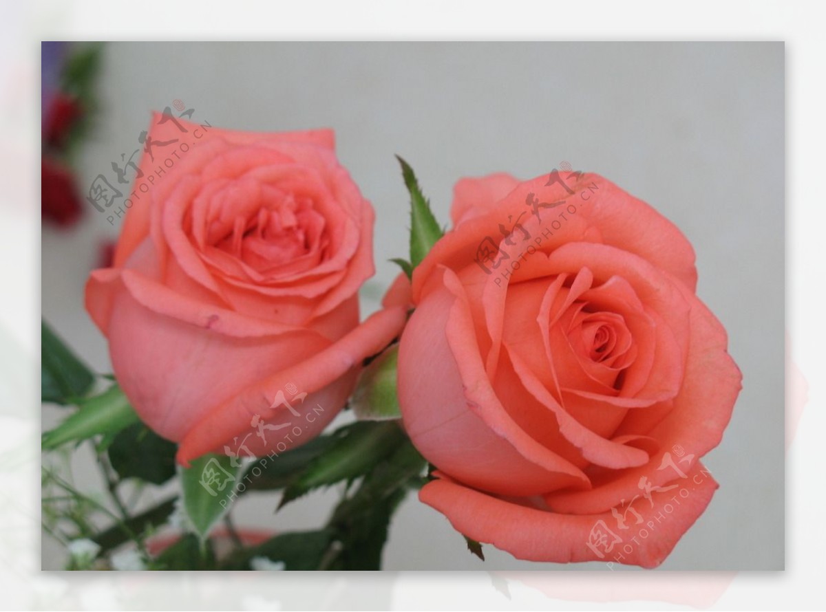 粉玫瑰图片素材-编号28706754-图行天下