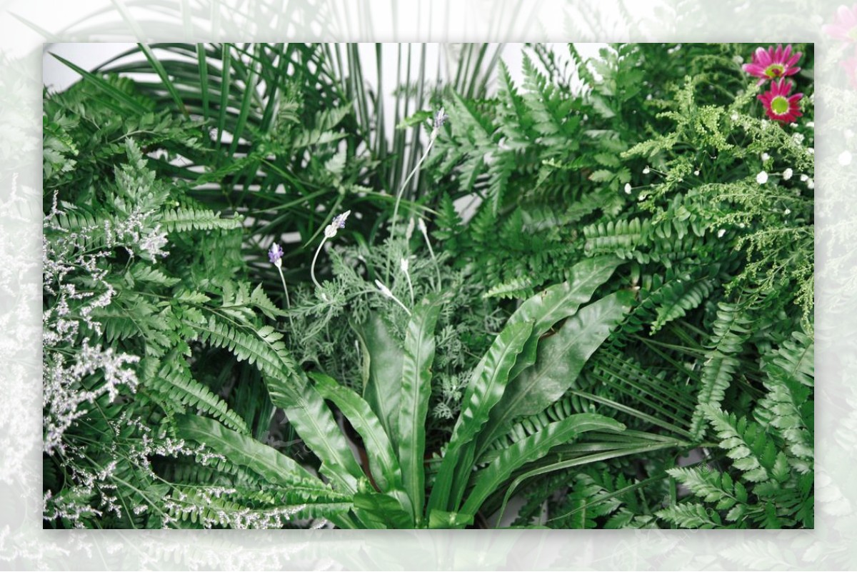 狗齿草蕨类植物图片