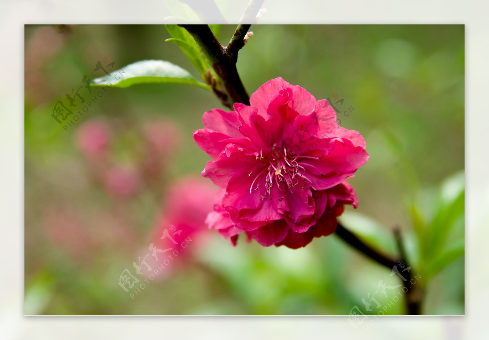 桃花图片