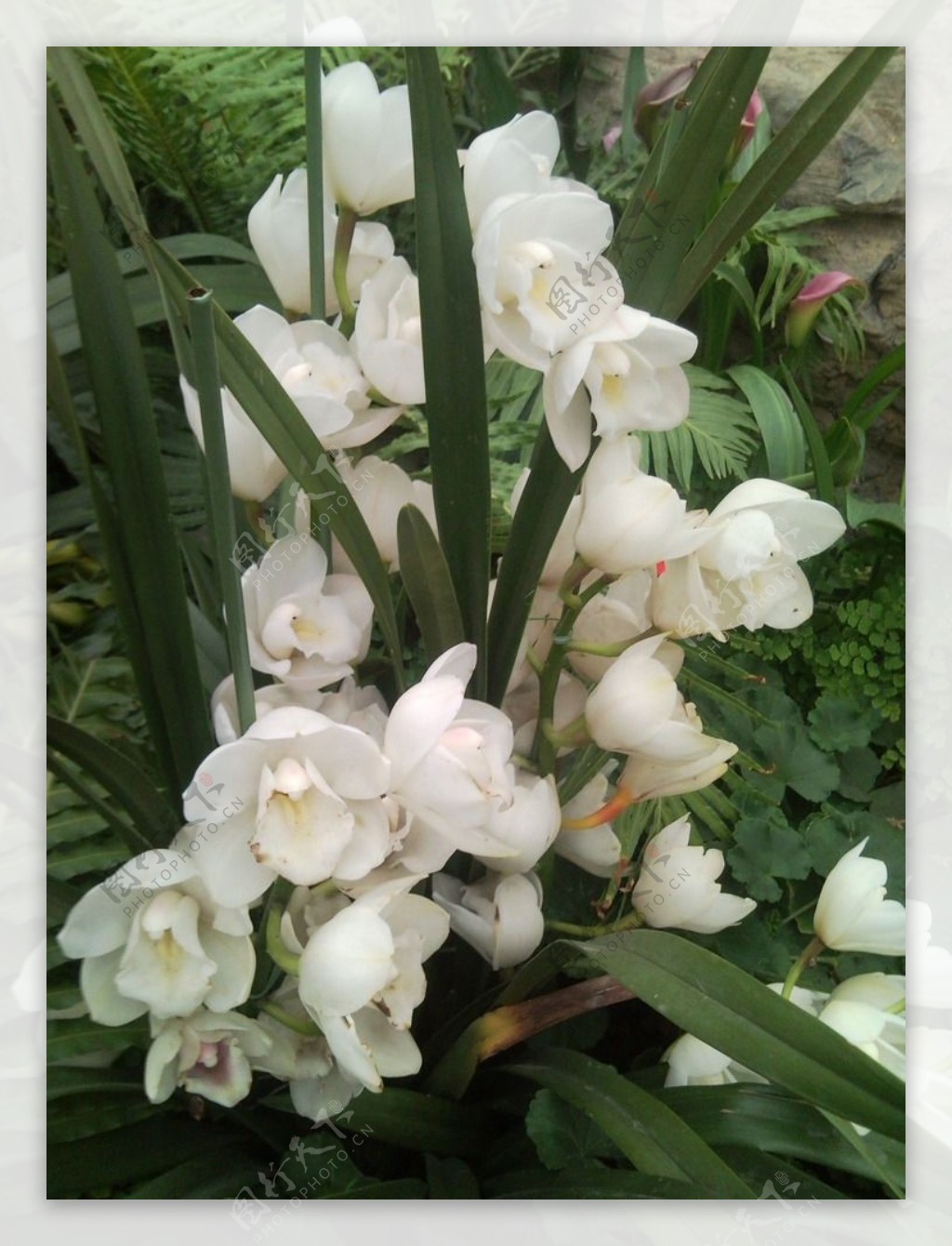 植物园中的白兰花图片