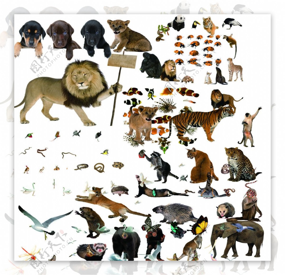 动物模板图片