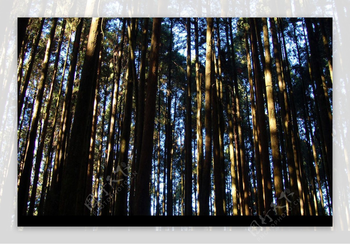 台灣嘉義阿里山茂密森林图片