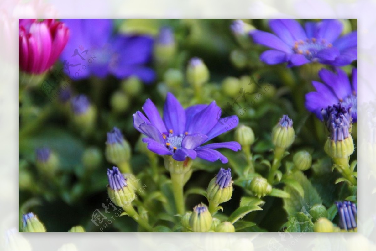 花卉紫色图片