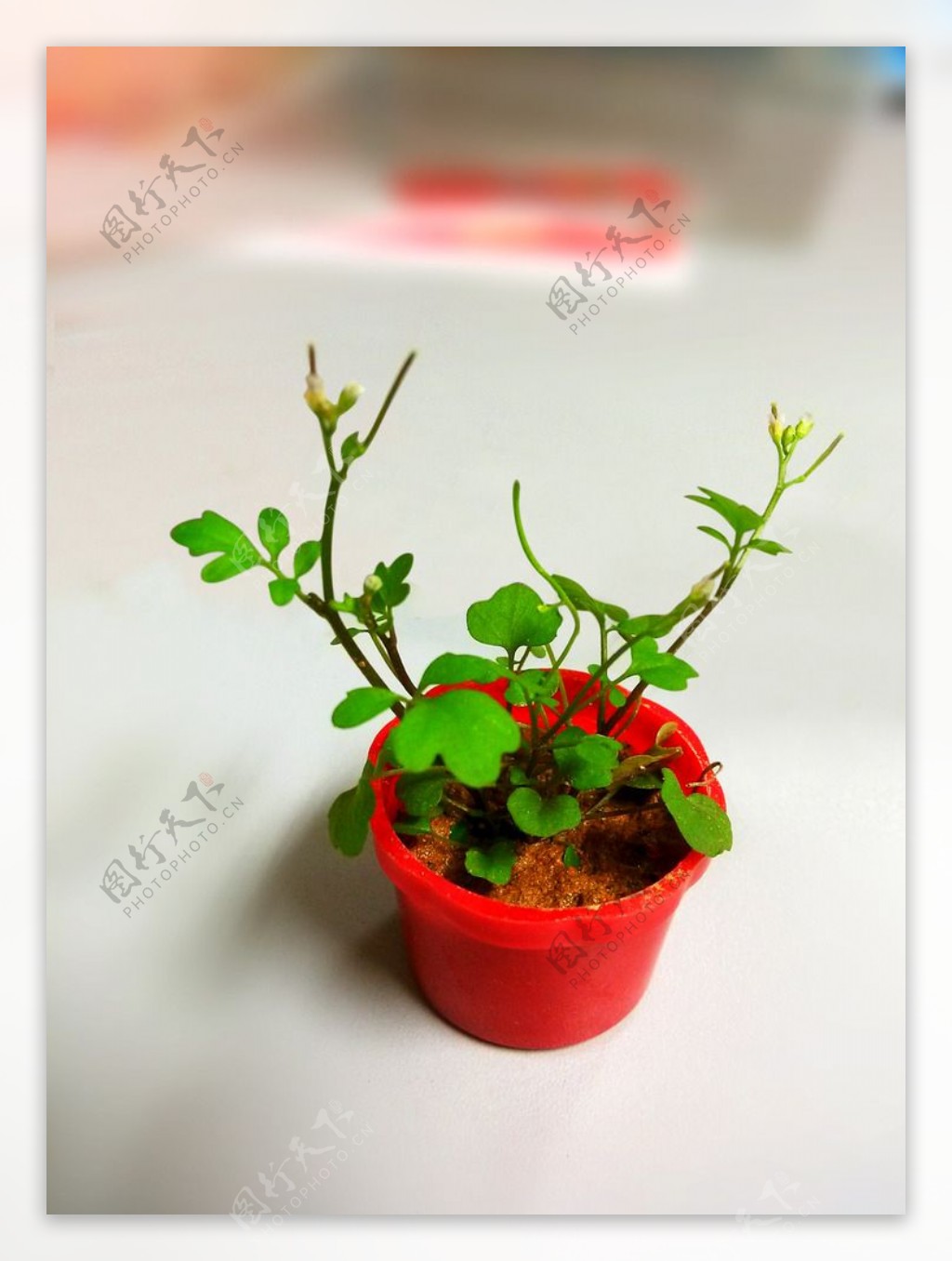 微型绿色花盆图片