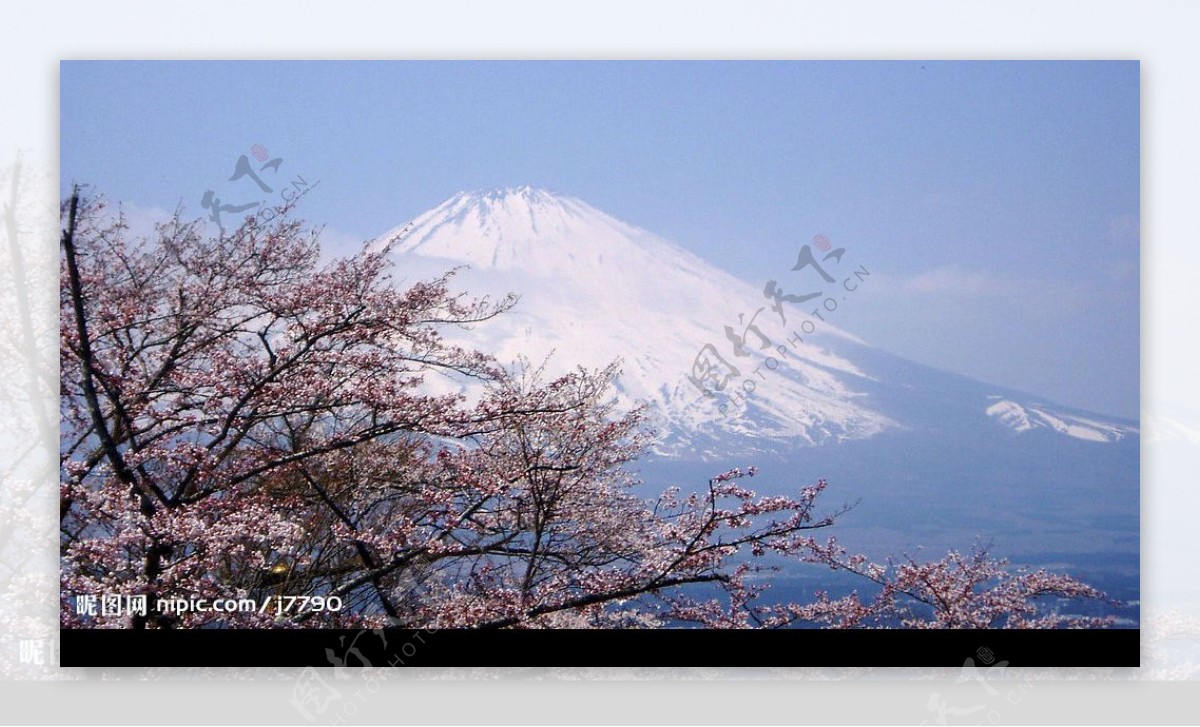 樱花衬托着富士山图片